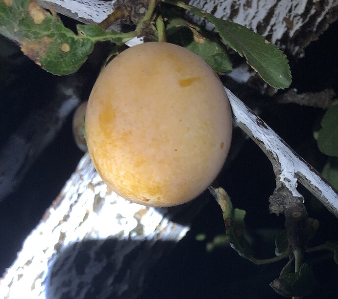 2021-07-23_Harvest_Plums_Jefferson_IMG_0884