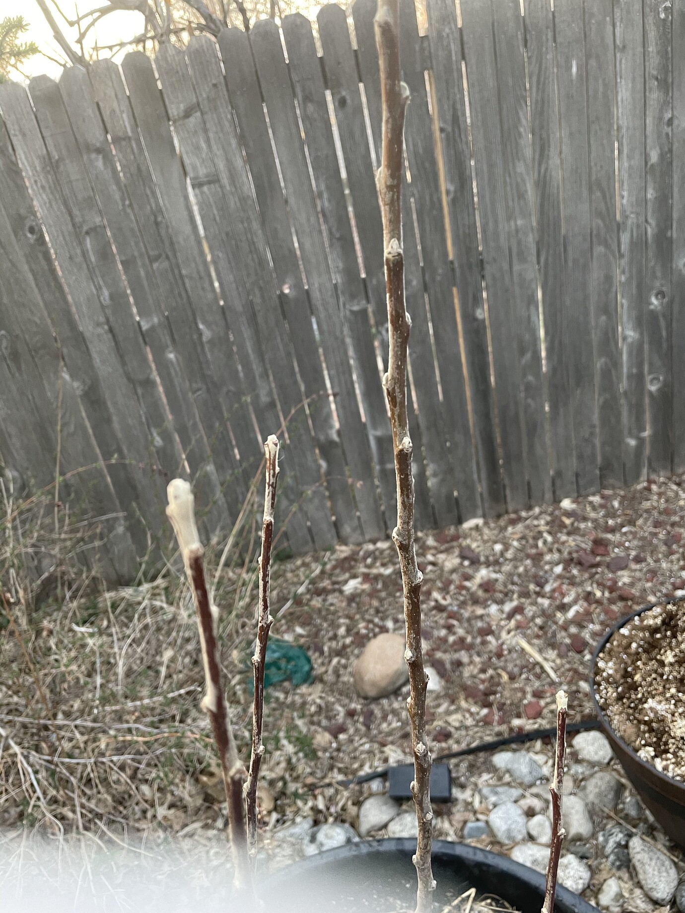 What is this white stuff on my apple tree that just came? General