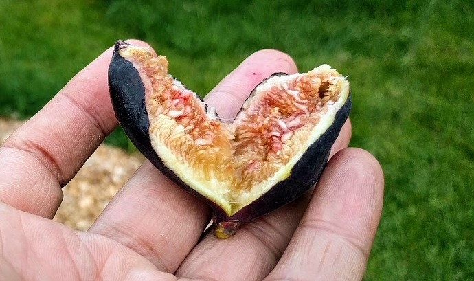 Maltese%20Falcon%202%2009-07-2019