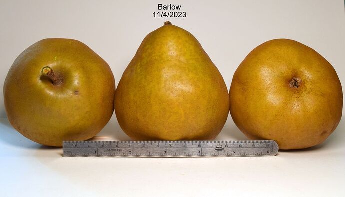 BarlowRS