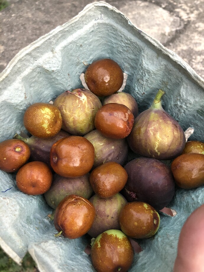 Figs_and_HJ_10-08-2021