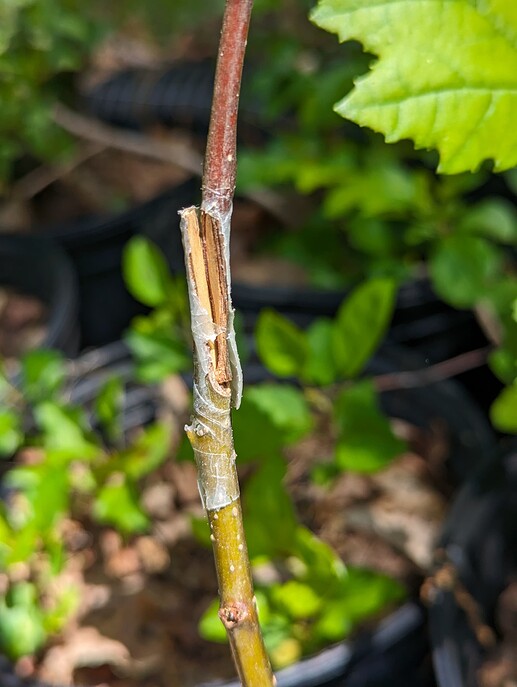 PXL_20240511_155032726