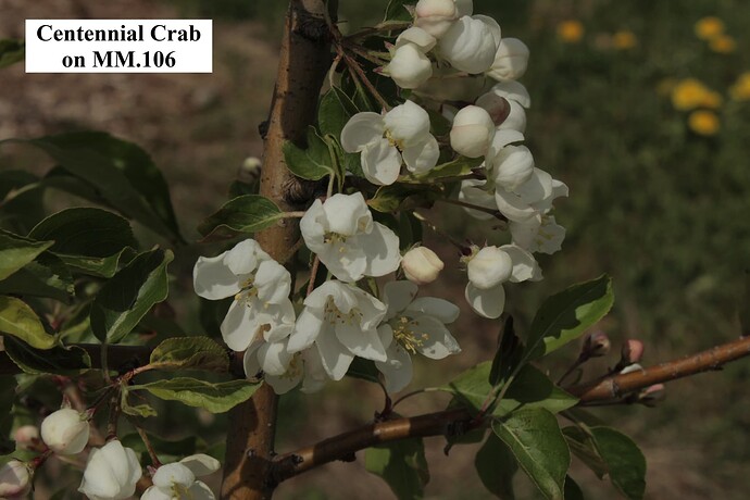 Centennial Crab