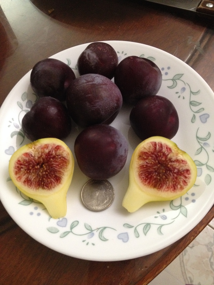 Tiger%20fig%2C%20Satsuma