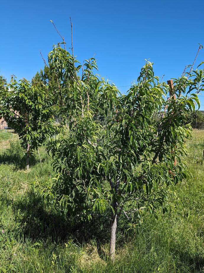 PXL_20240617_155320810