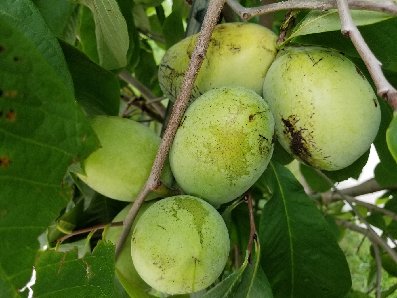 Pawpaw in Kansas it's a lot of work but can be done! General Fruit