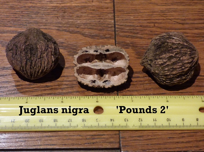 B.walnut 'Pounds 2' 007