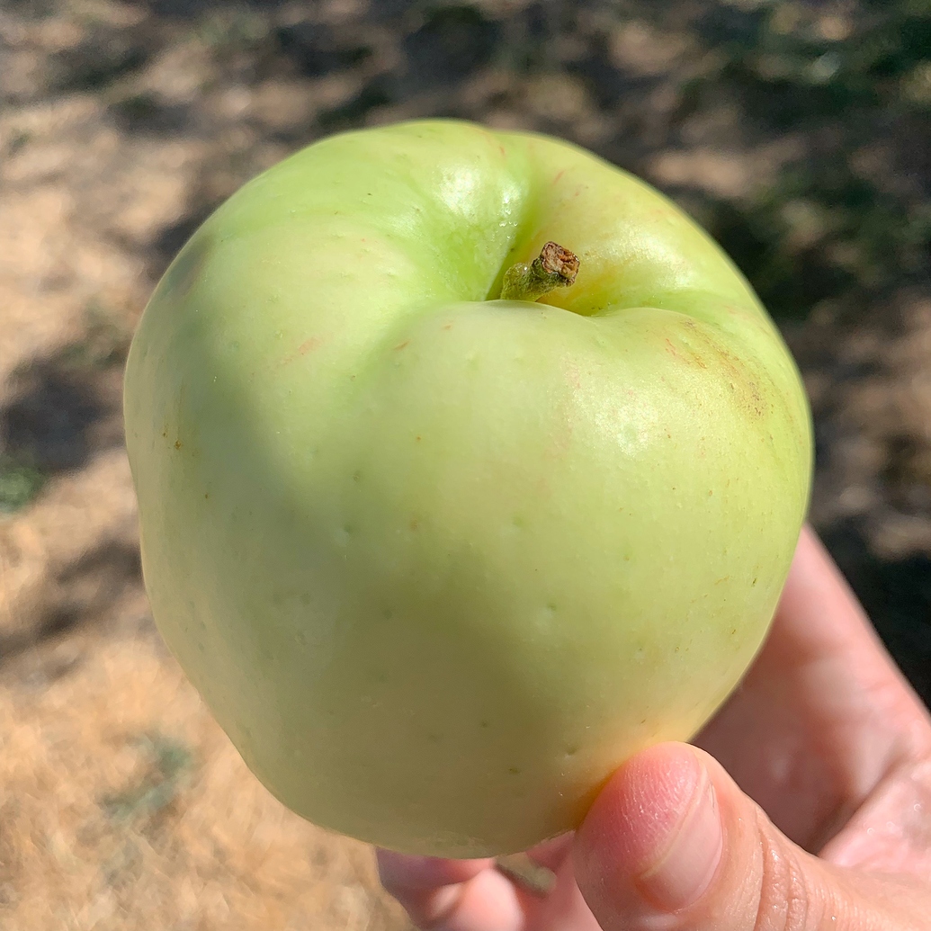 Unusual apples I've found in shops Pictures! Growing Fruit