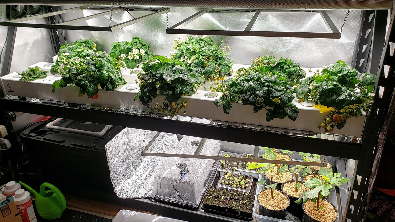 Growing strawberries indoors using hydroponics General Fruit Growing