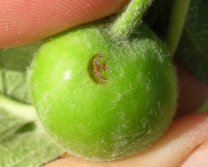 https://extension.umaine.edu/fruit/wp-content/uploads/sites/8/2011/02/plum-curculio-scar-1024x825.jpg