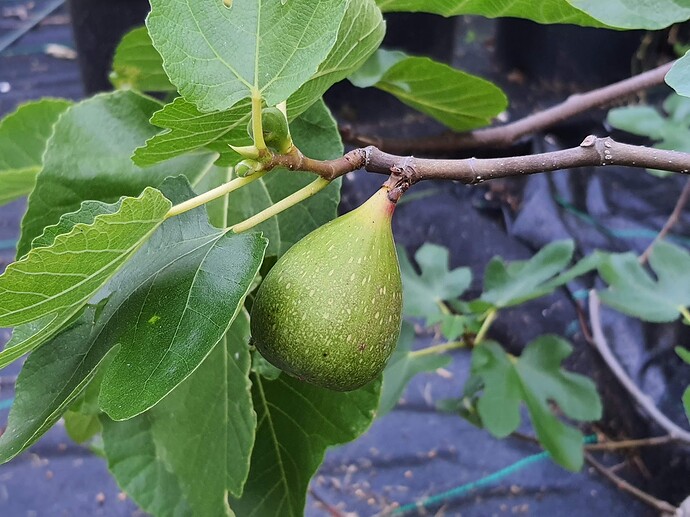 Dalmatie fig Breba 06-17-21