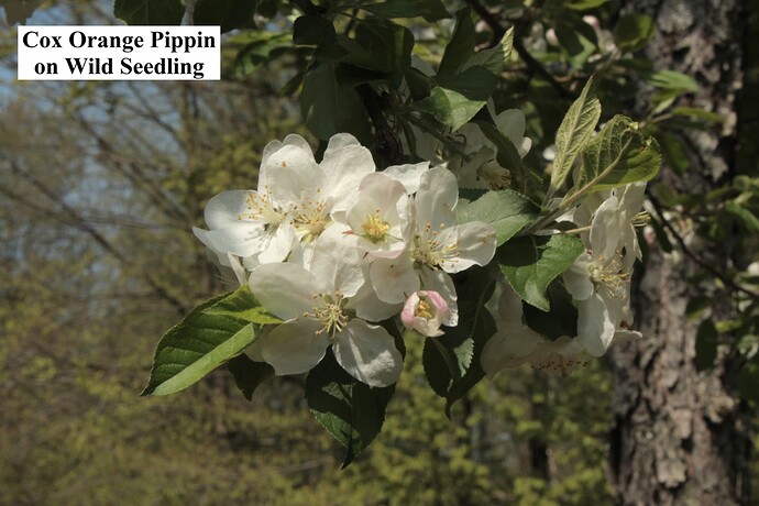 Cox Orange Pippin