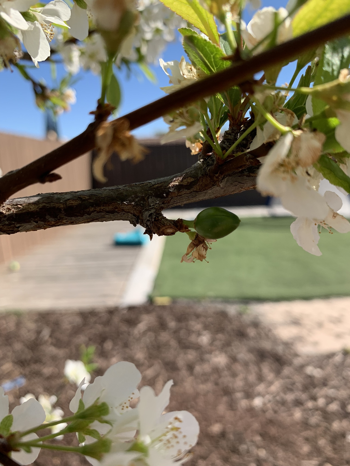 Satsuma leaves turning yellow General Fruit Growing Growing Fruit