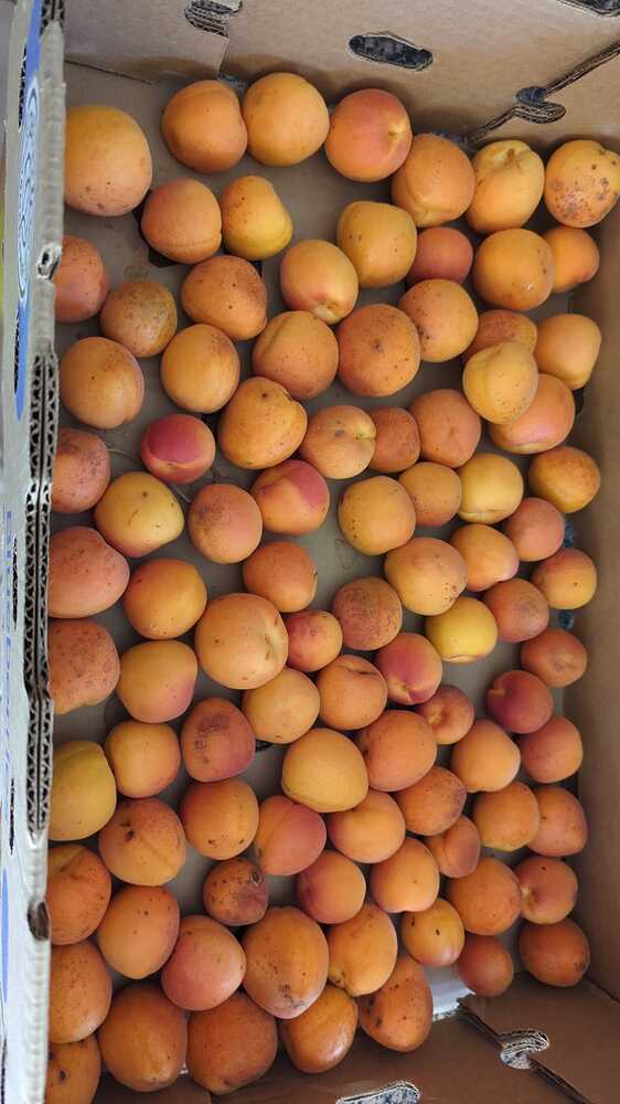 WhatsApp Image 2024-07-06 at 11.04.07