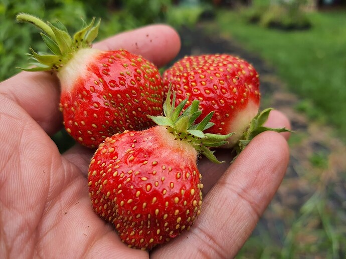 mara de bois strawberry 06-16-22 1