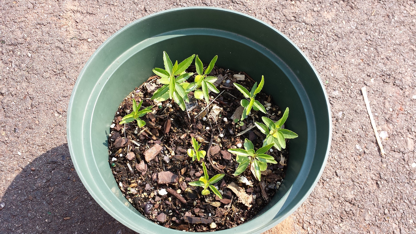 Growing jujube from seed General Fruit Growing Growing Fruit