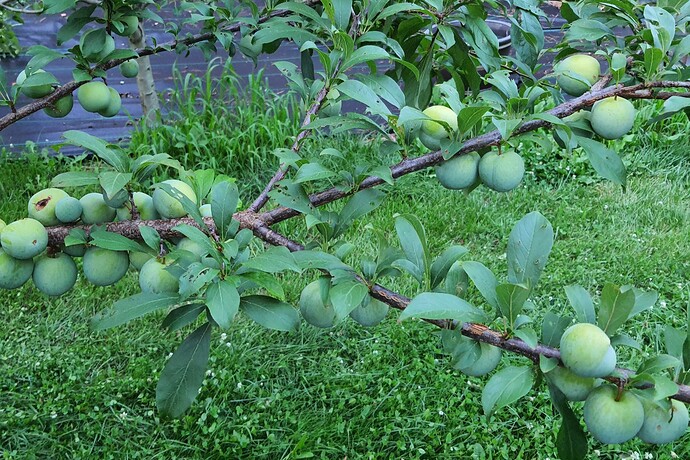 Plum 3  06-30-21