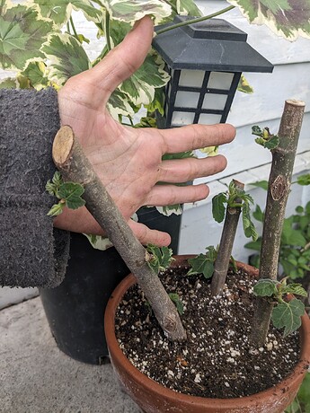 PXL_20240521_132523789