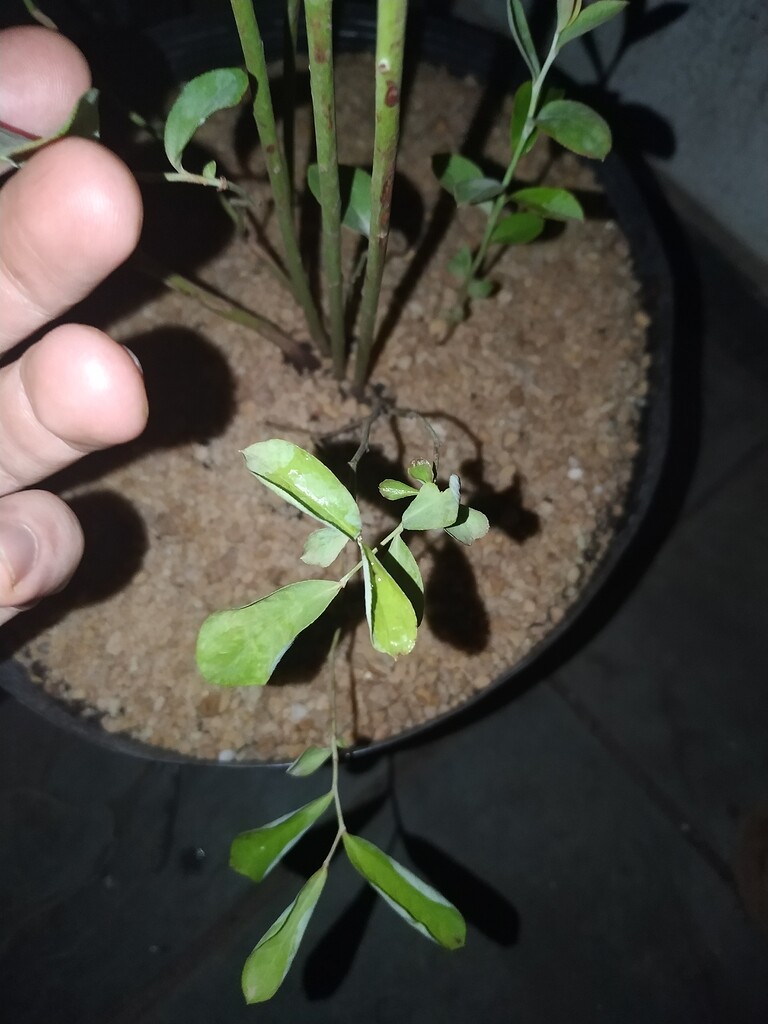 Blueberry leaves curling after rain General Fruit Growing Growing Fruit