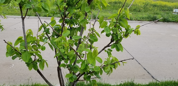 15909305326445202386878420271815