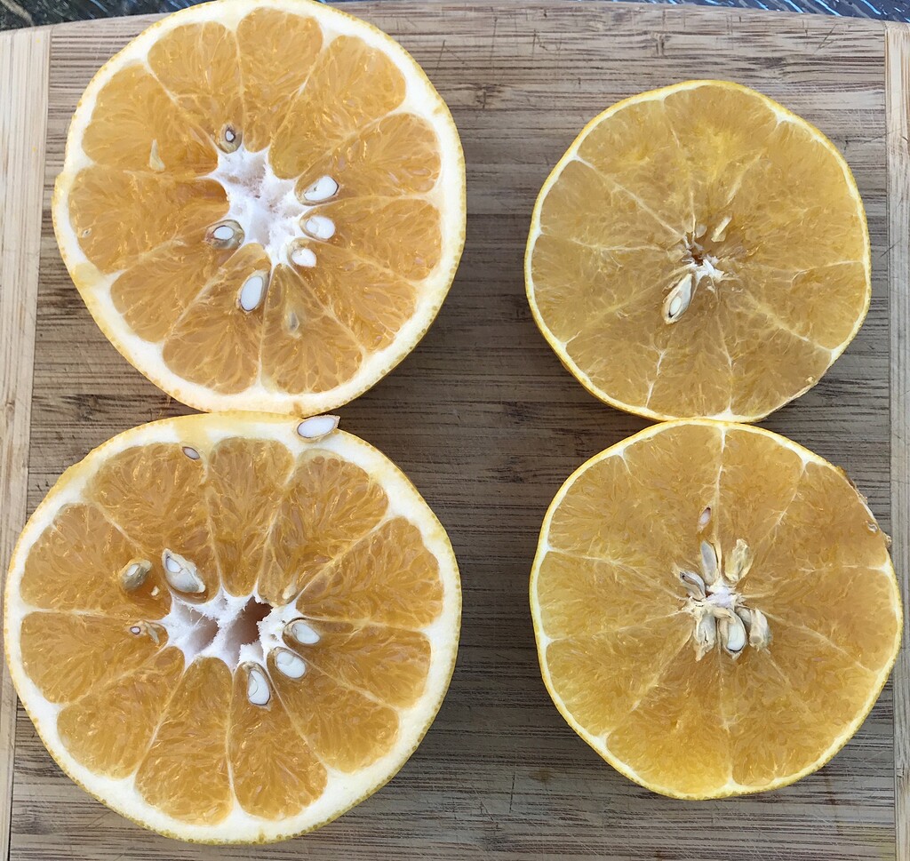 Cocktail Grapefruit General Fruit Growing Growing Fruit