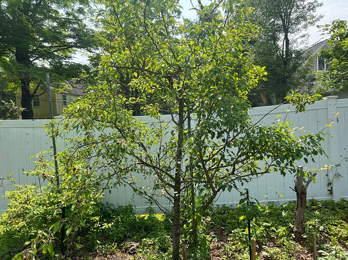 Moved_pear_6-6-2025
