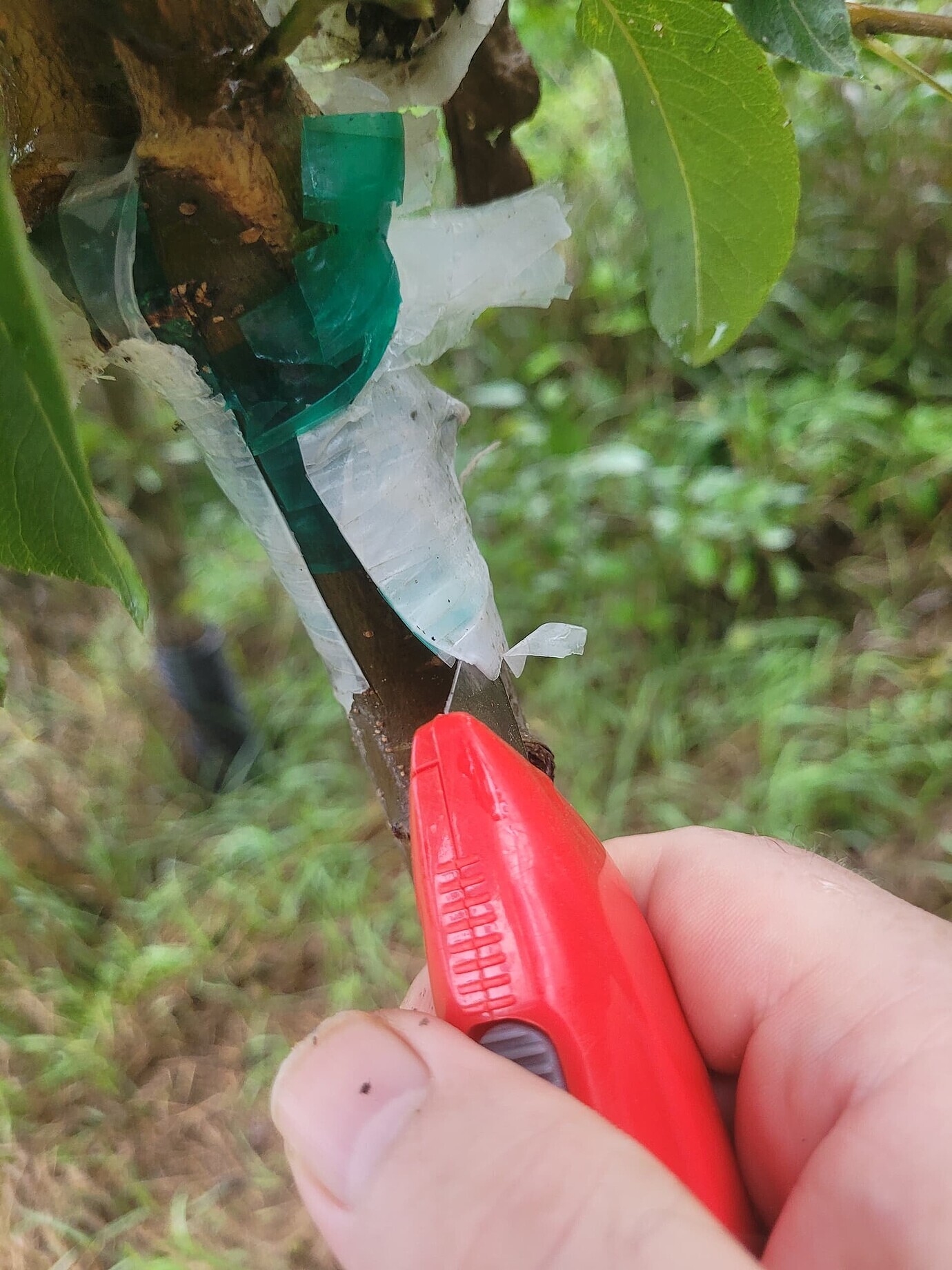 Apple grafting experts what do you General Fruit Growing