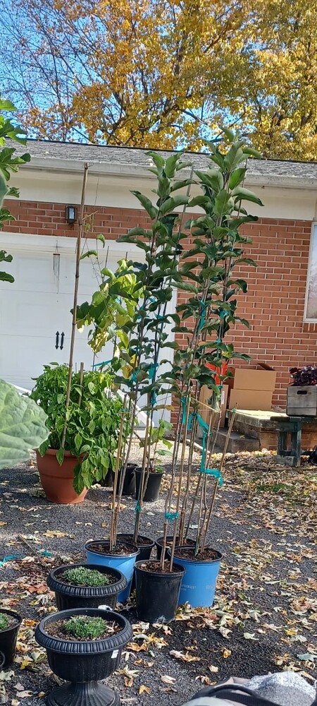 Screenshot_20231112_200038_Gallery