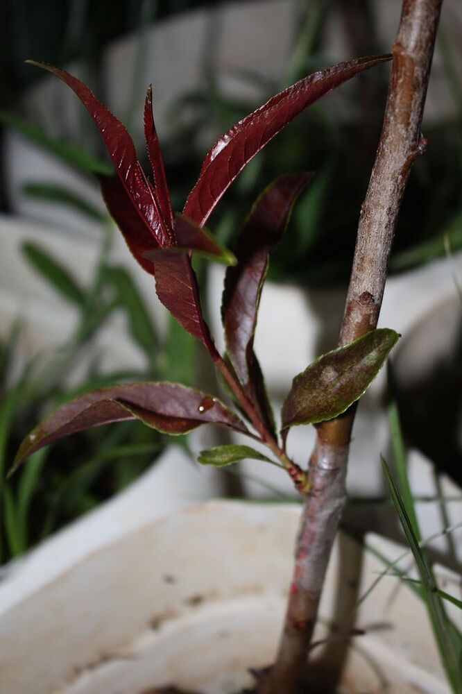 Spice chip budding graft