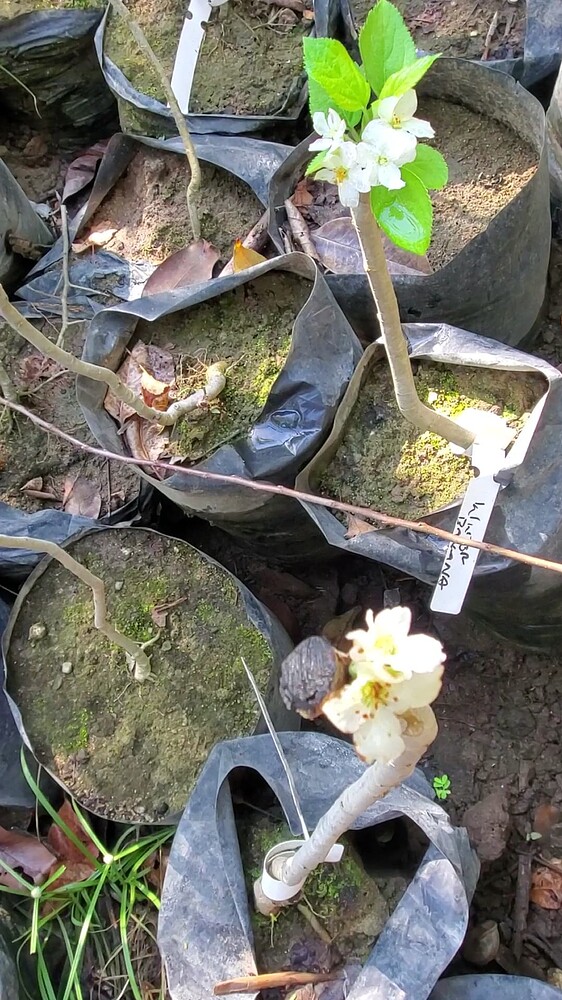 Winter Banana Bud Grafts Blossoms