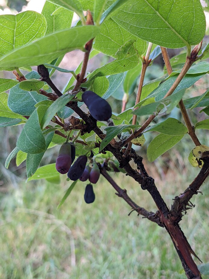 PXL_20220621_005932621