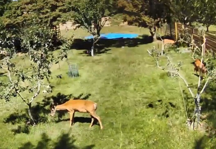 Fucking Deer Still