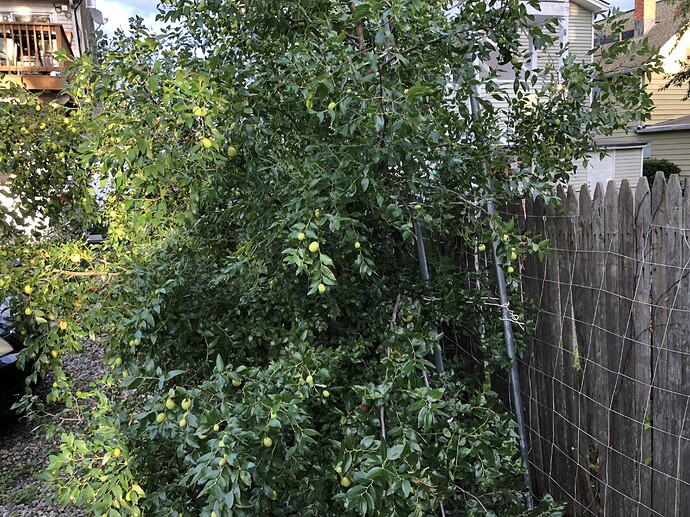 Sugar_Cane_w_09-30-2021