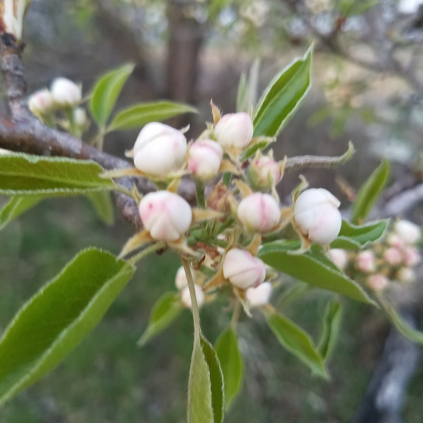 Ayers pear! General Fruit Growing Growing Fruit