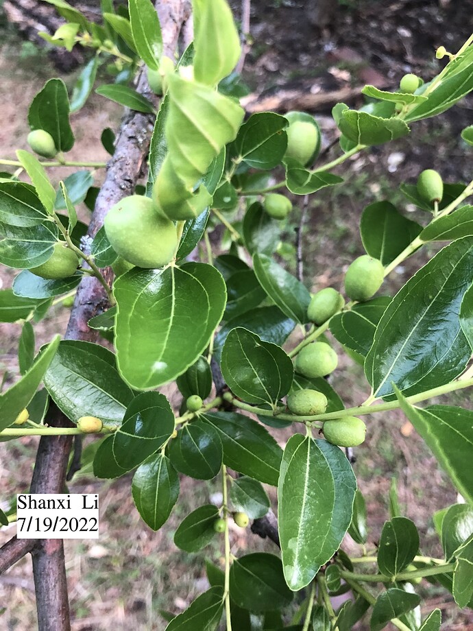 Shanxi_Li_07-19-2022