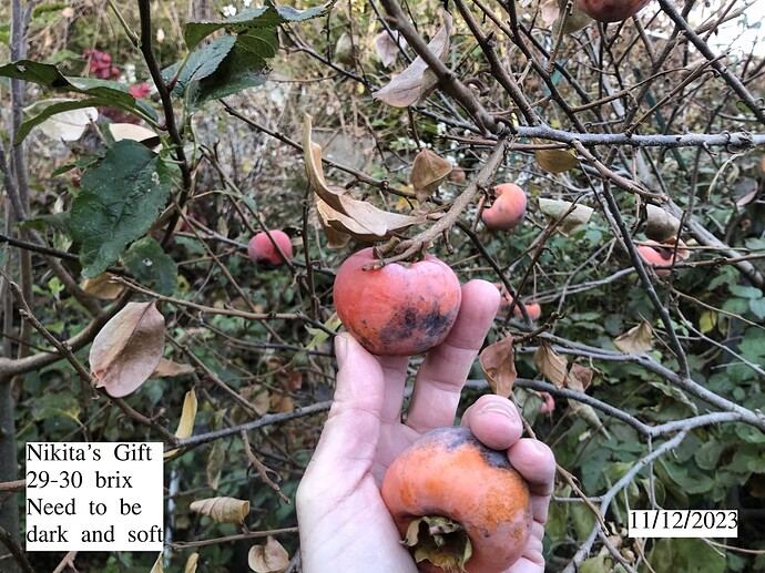 Nikitas_Gift_11-12-2023