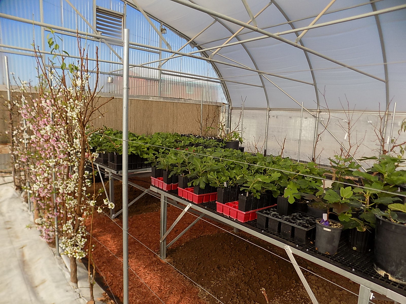Greenhouse fruits are in bloom General Fruit Growing Growing Fruit