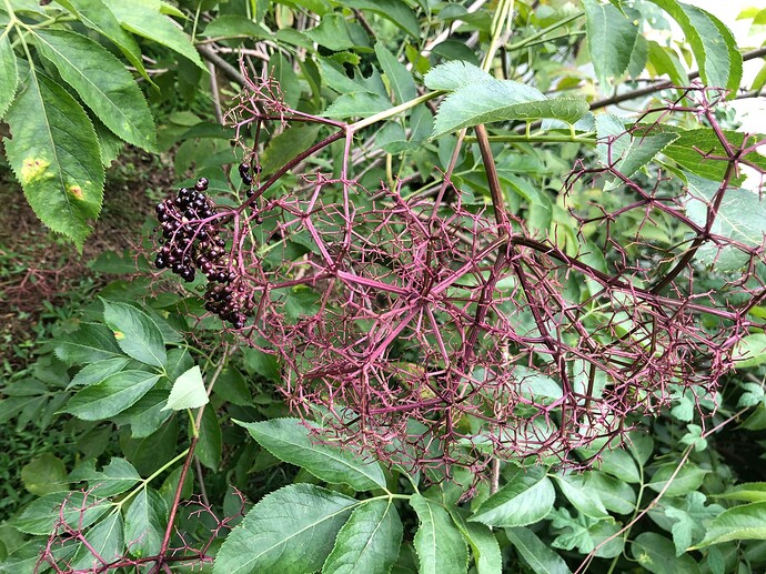 Bob_Gordon_birds_a_08-17-2022