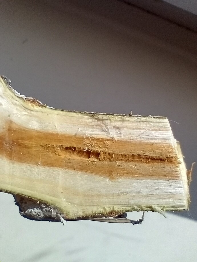 IMG_20250325_123559412_HDR