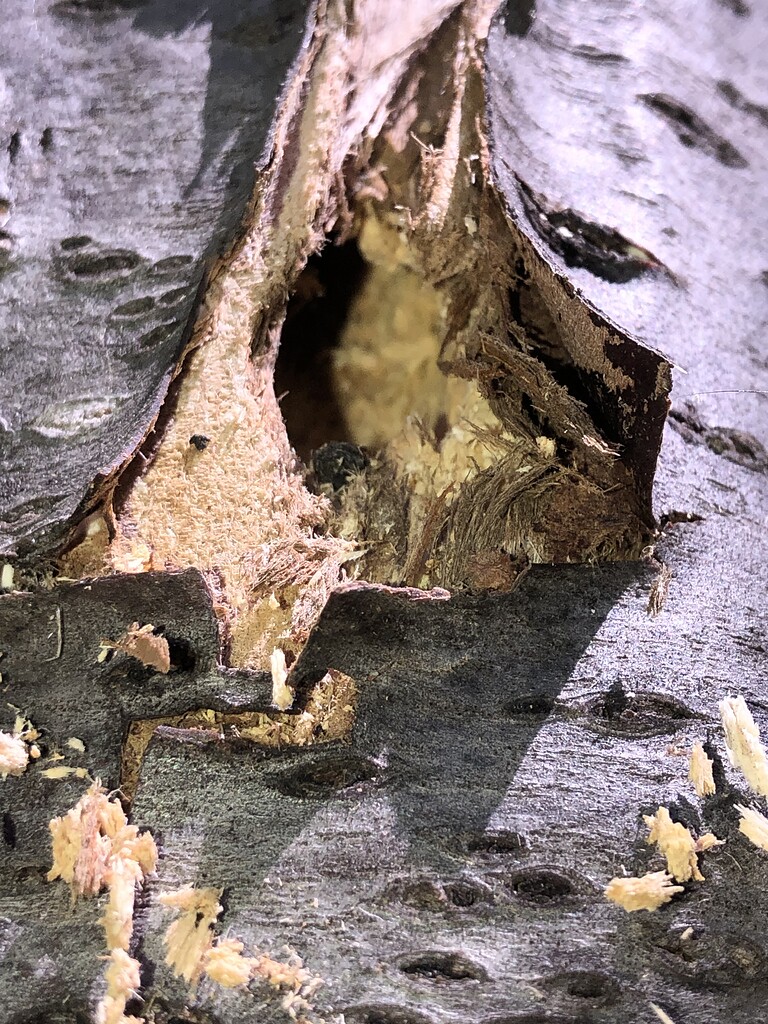 Cherry Tree Hole Damage General Fruit Growing Growing Fruit