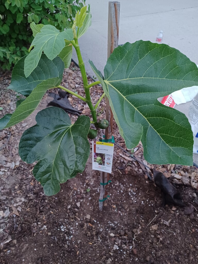 Desert King Fig at Home Depot General Fruit Growing Growing Fruit