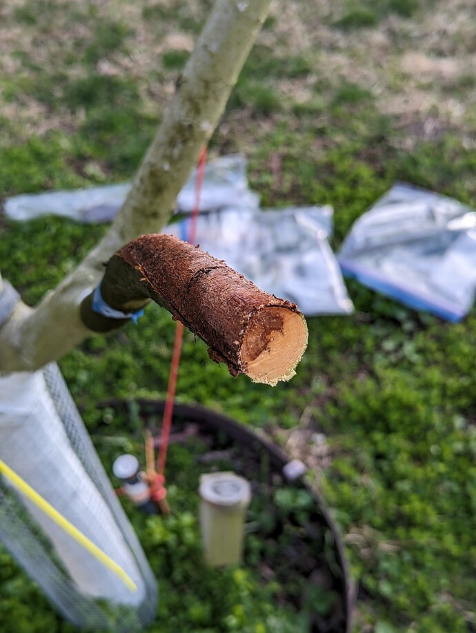 Fireblight Stub