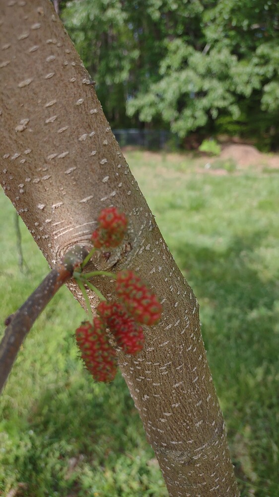 IMG_20250420_095025310