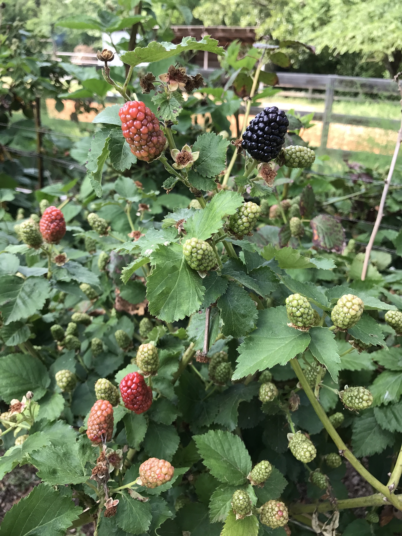 Extending the blackberry season General Fruit Growing Growing Fruit