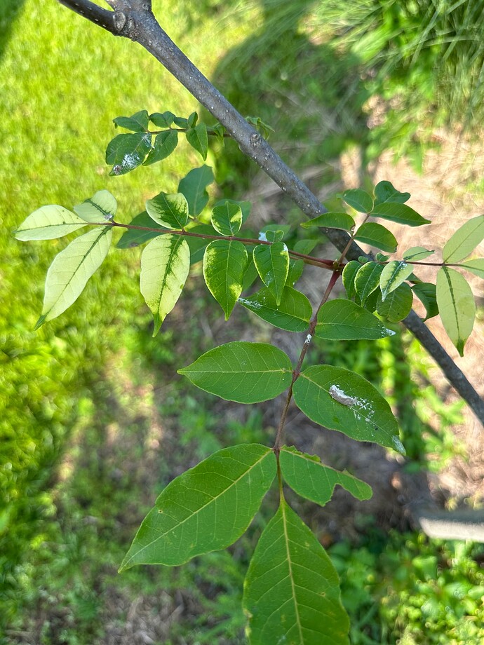 tempImageIsAAbF