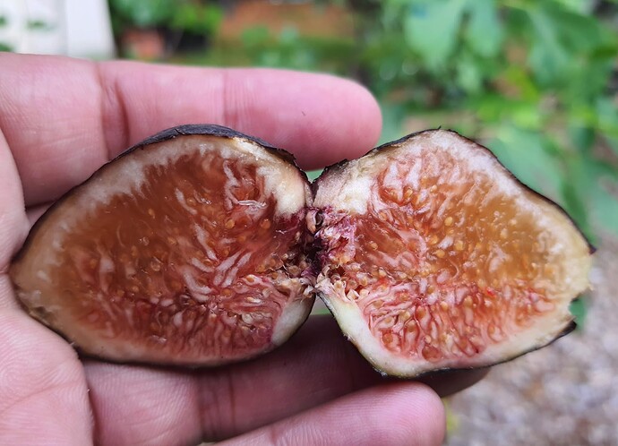 BB-10 Breba 07-10-21