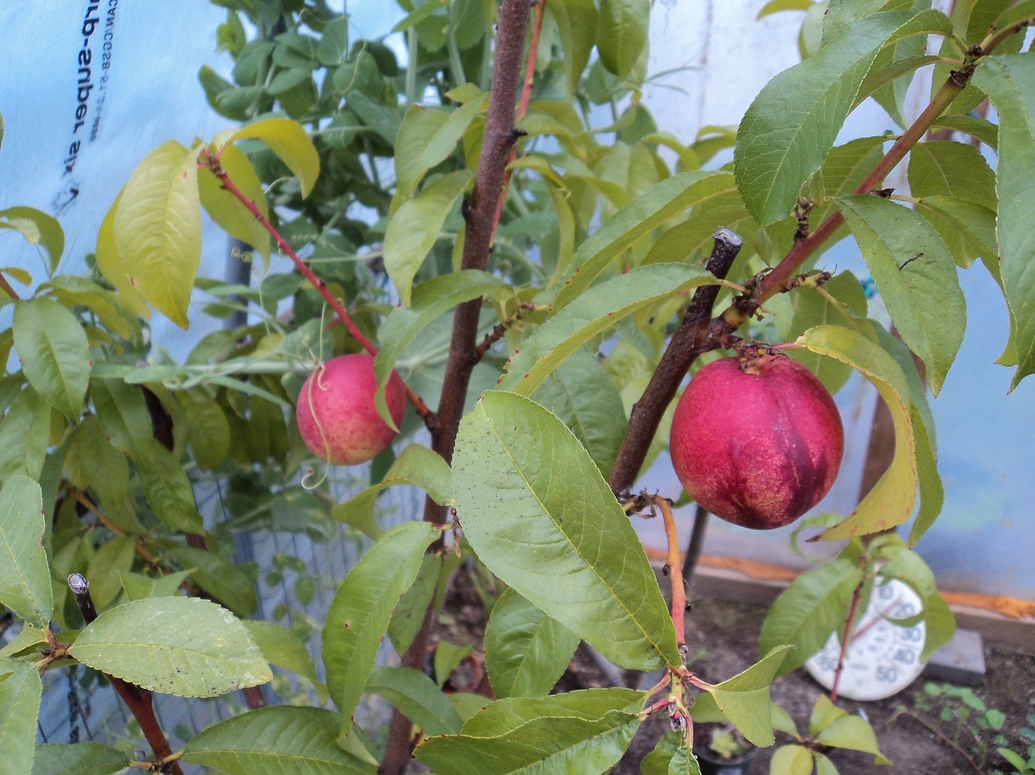 Hardy Red Nectarine Pictures! Growing Fruit