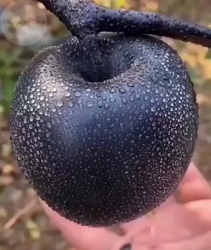 Anyone Growing Black Diamond Apples General Fruit Growing Growing 