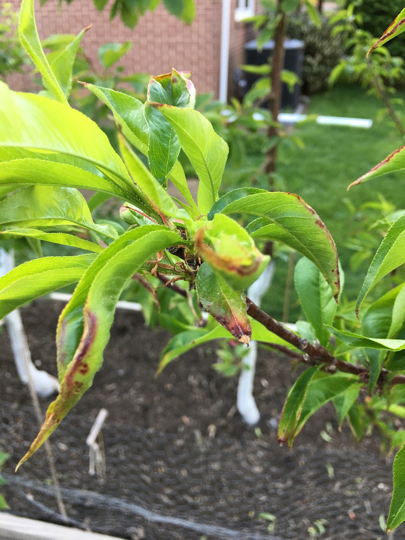 Nectarine Foliage Dropping General Fruit Growing Growing Fruit