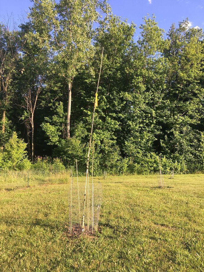 Stake in place for Shinsui pear